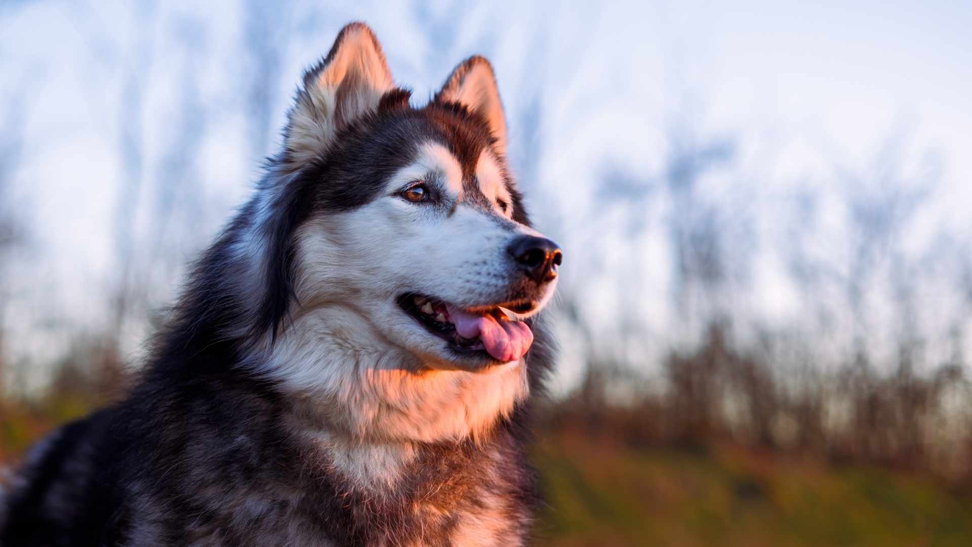 alaskan malamute